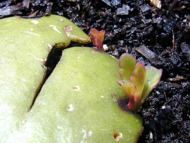 Miracle Leaf