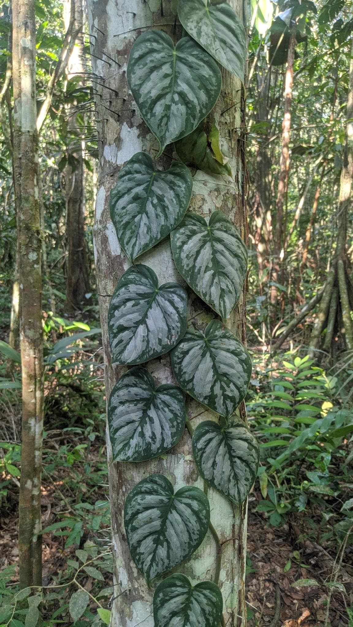 Philodendron brandtianum