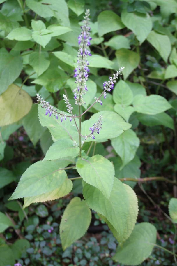 Painted Nettle