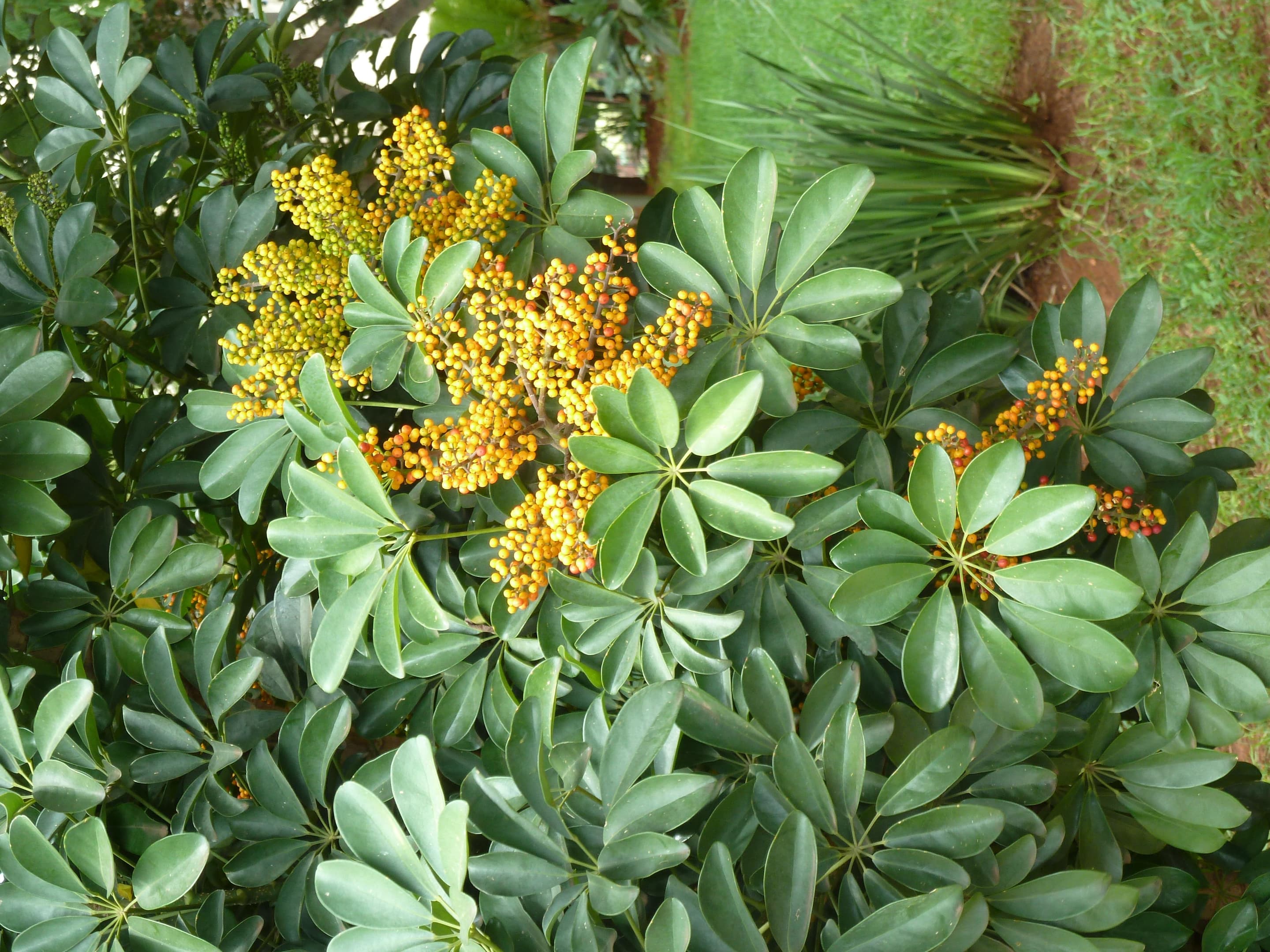Dwarf umbrella tree
