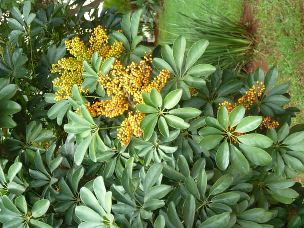 Dwarf umbrella tree