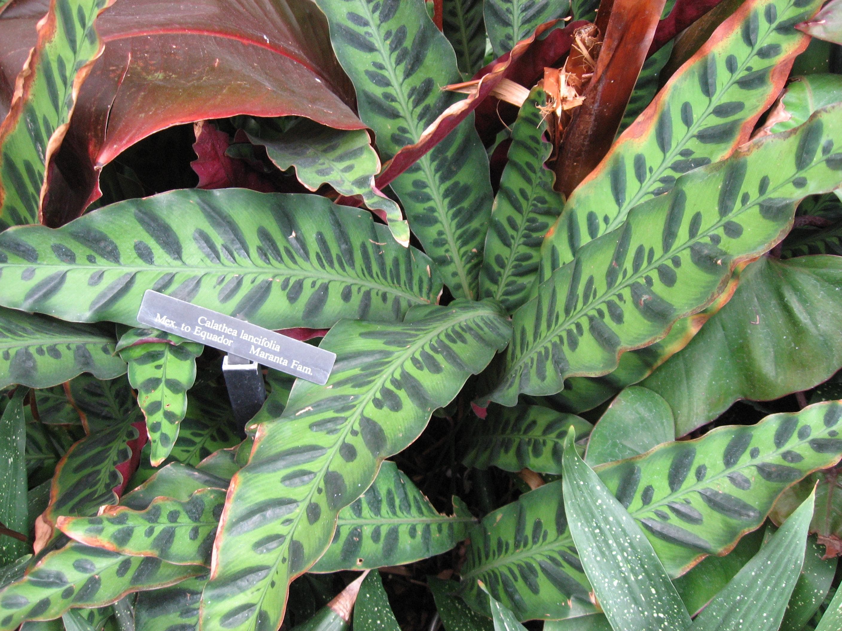 Rattlesnake-plant