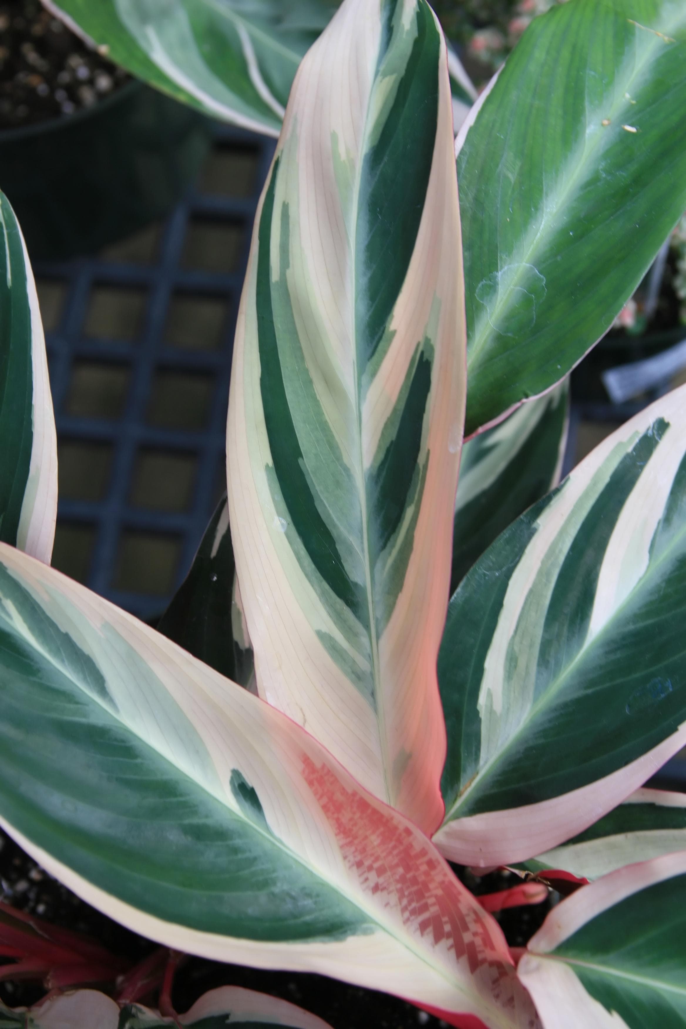 Stromanthe thalia