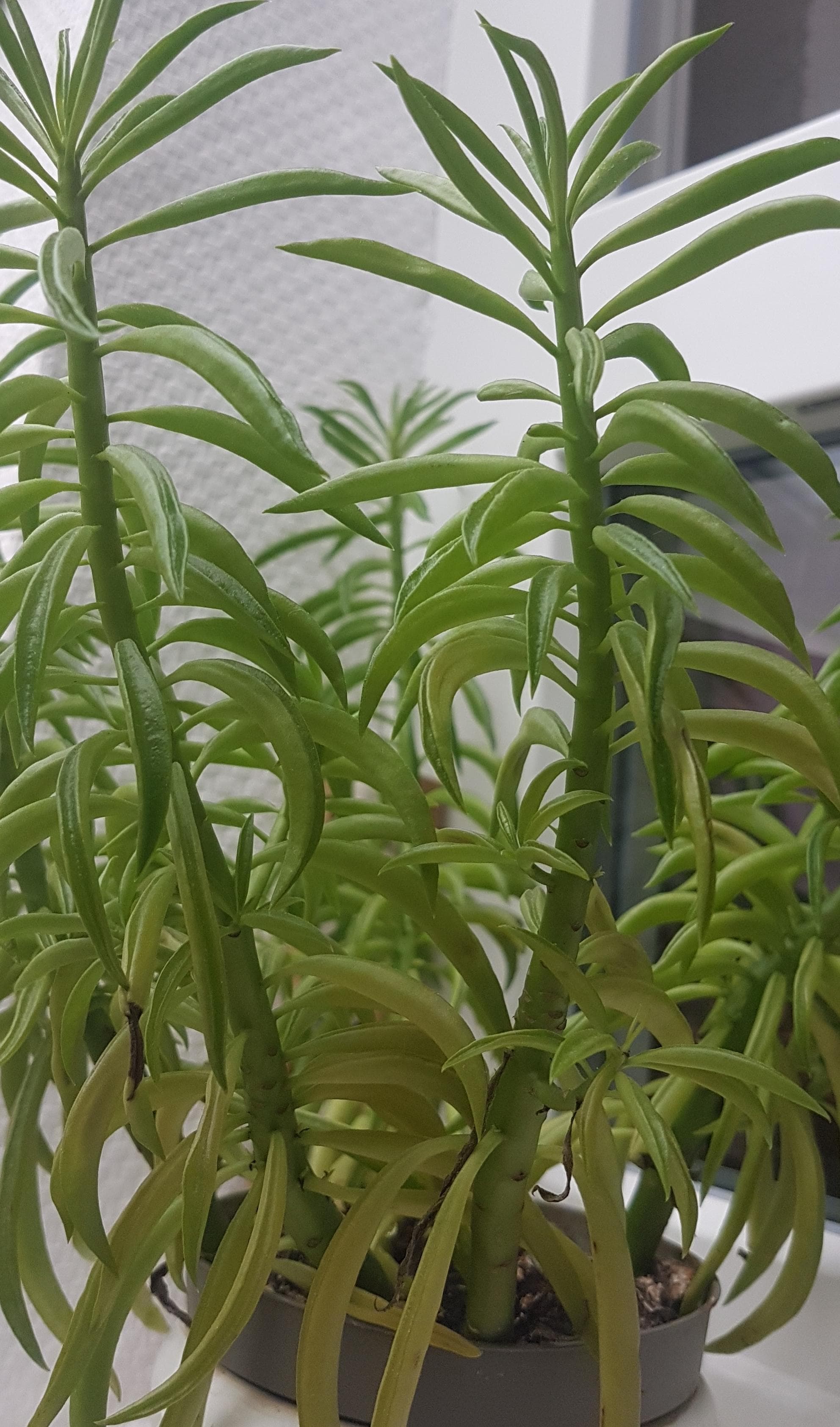 Happy Bean plant
