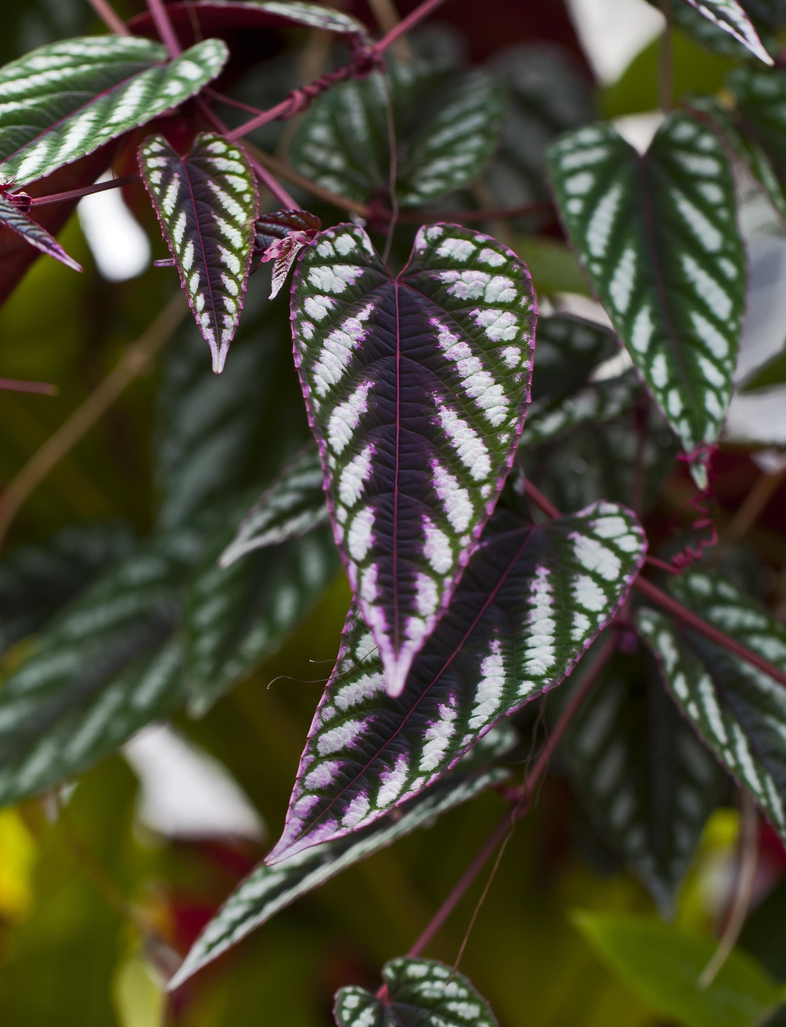 Begonia Vine