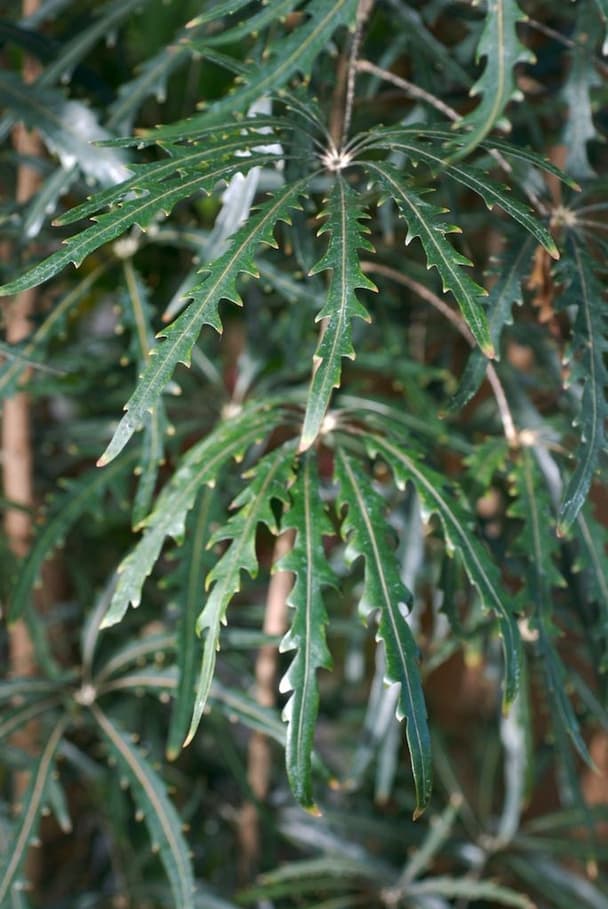 False Aralia