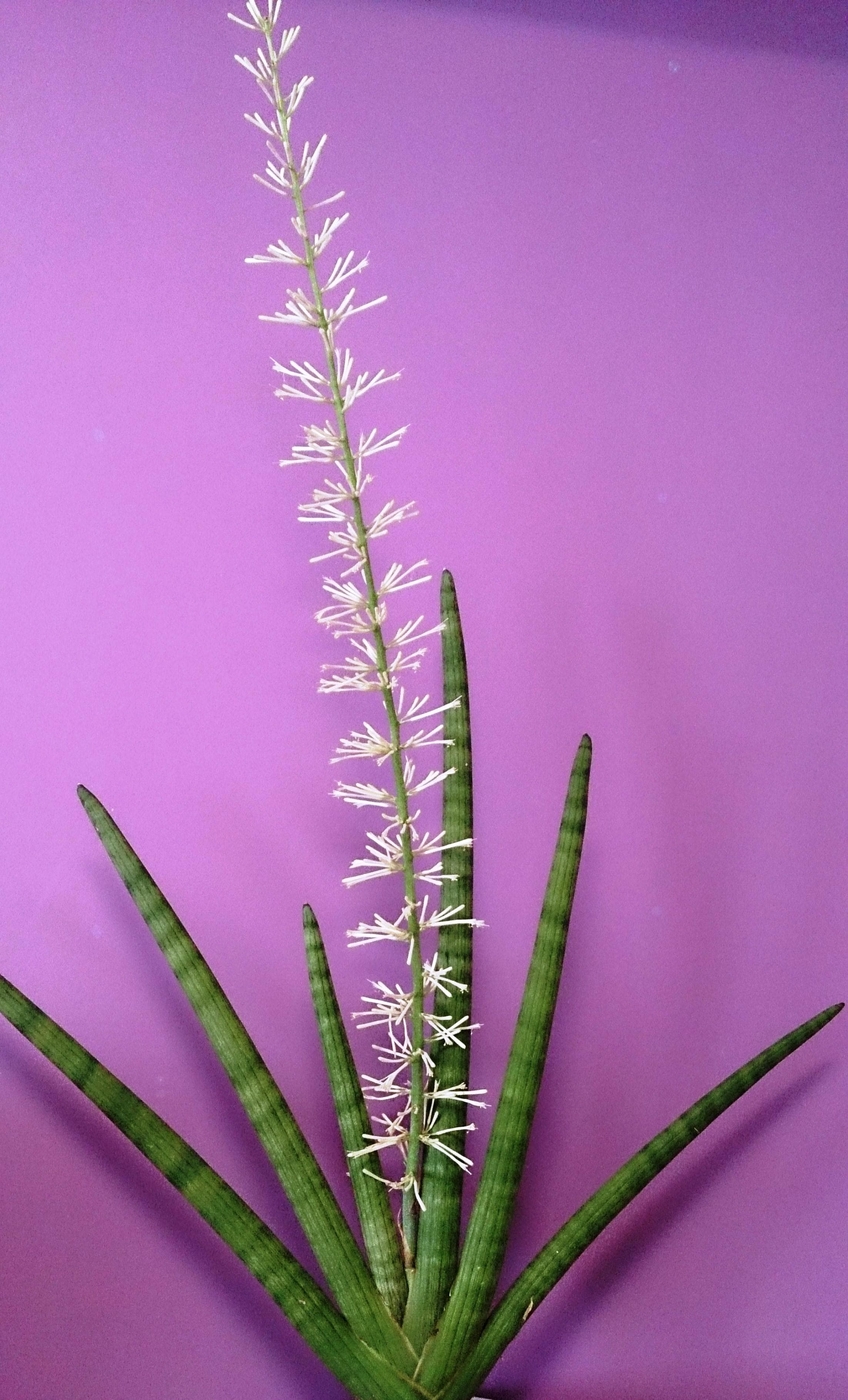Cylindrical snake plant