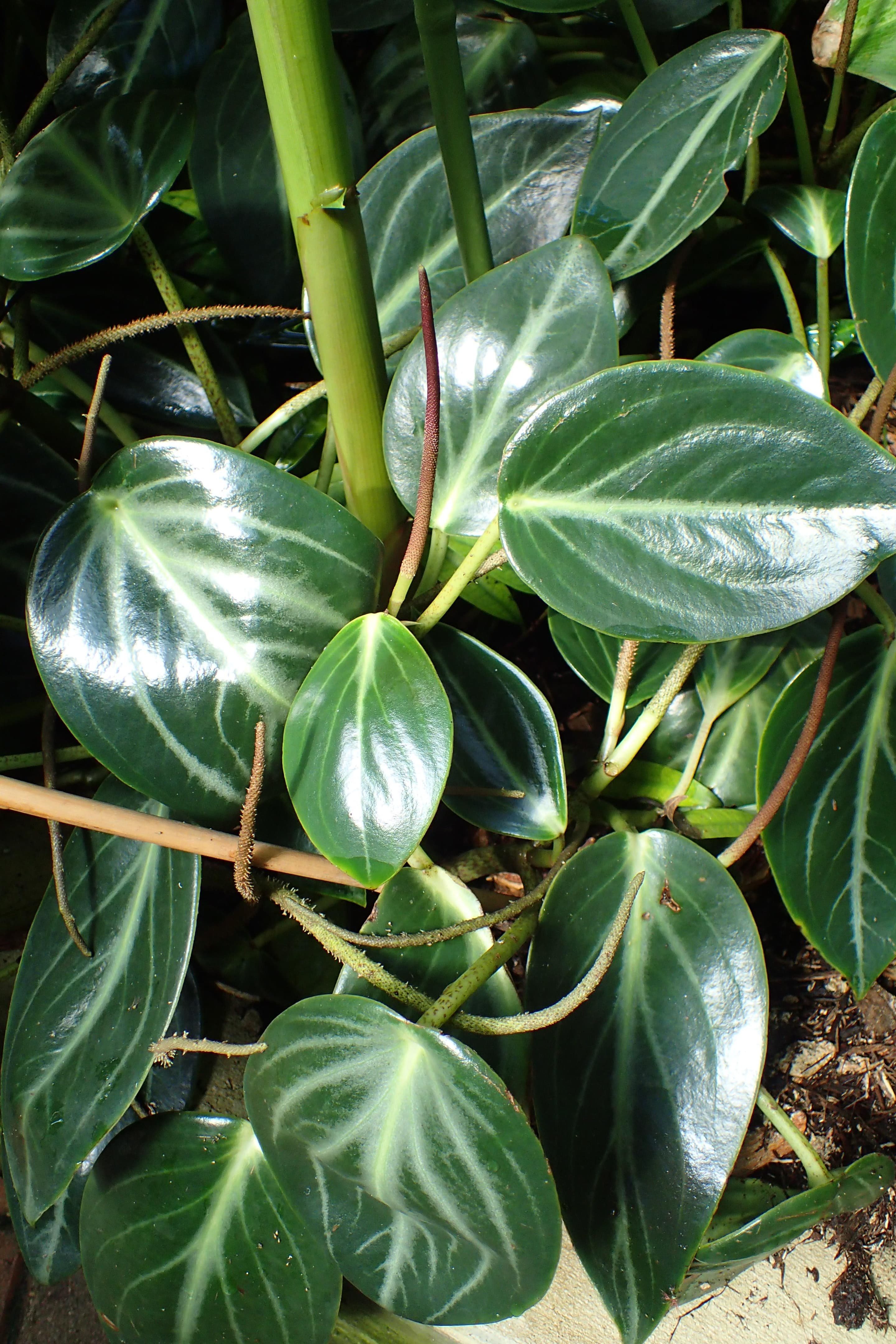 Spotted Peperomia
