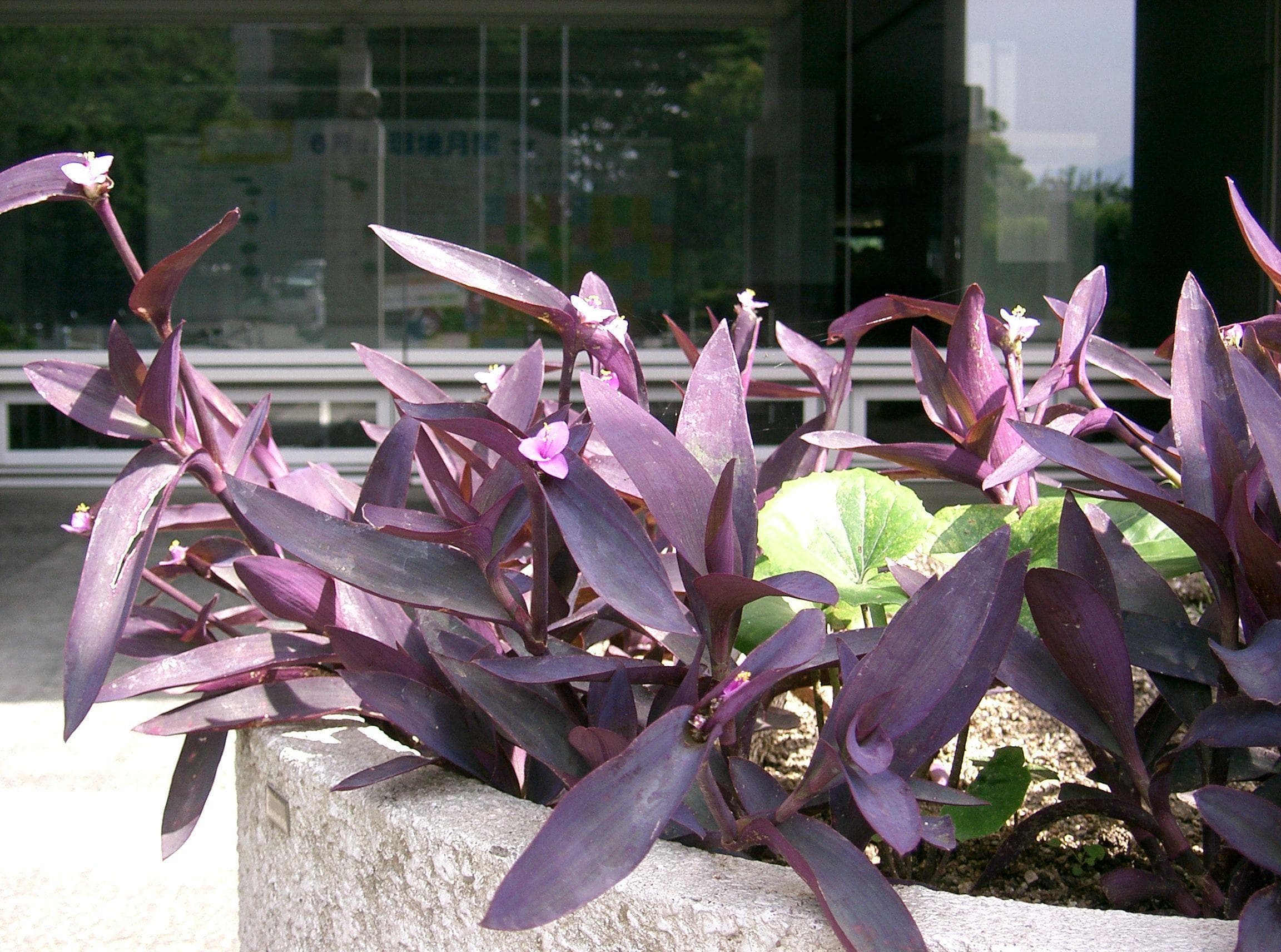 Purple Heart