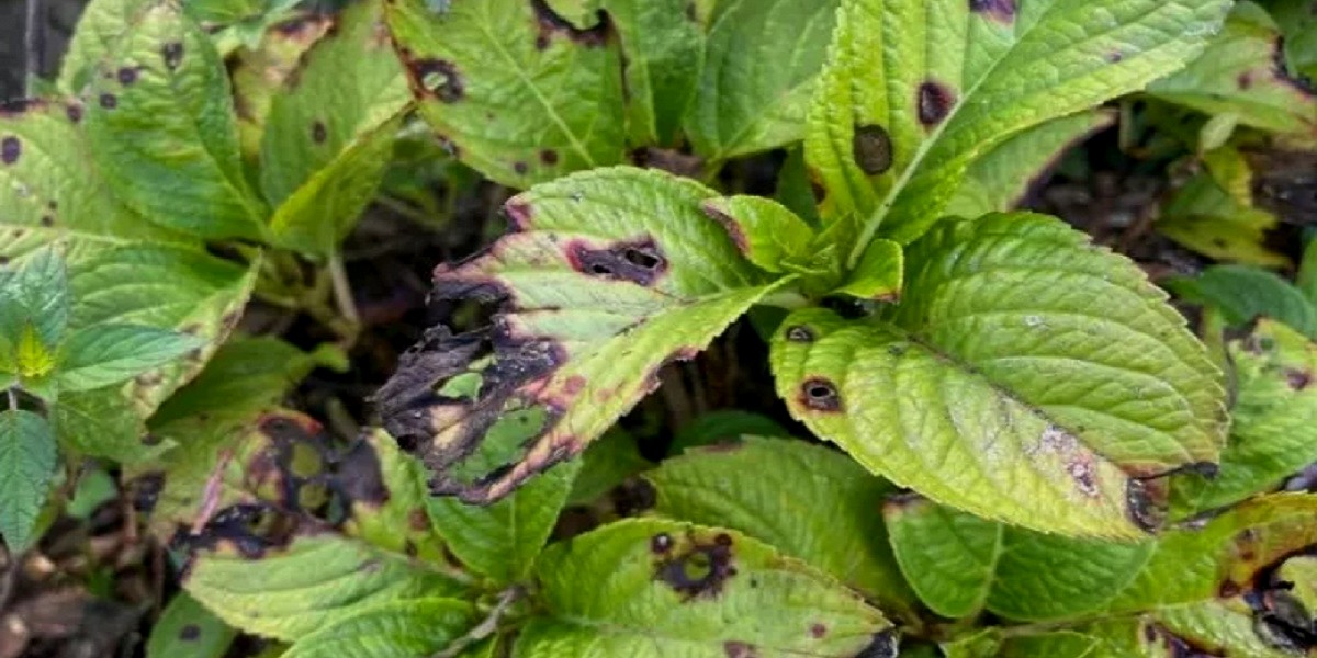 Black Spots on Hydrangea Leaves