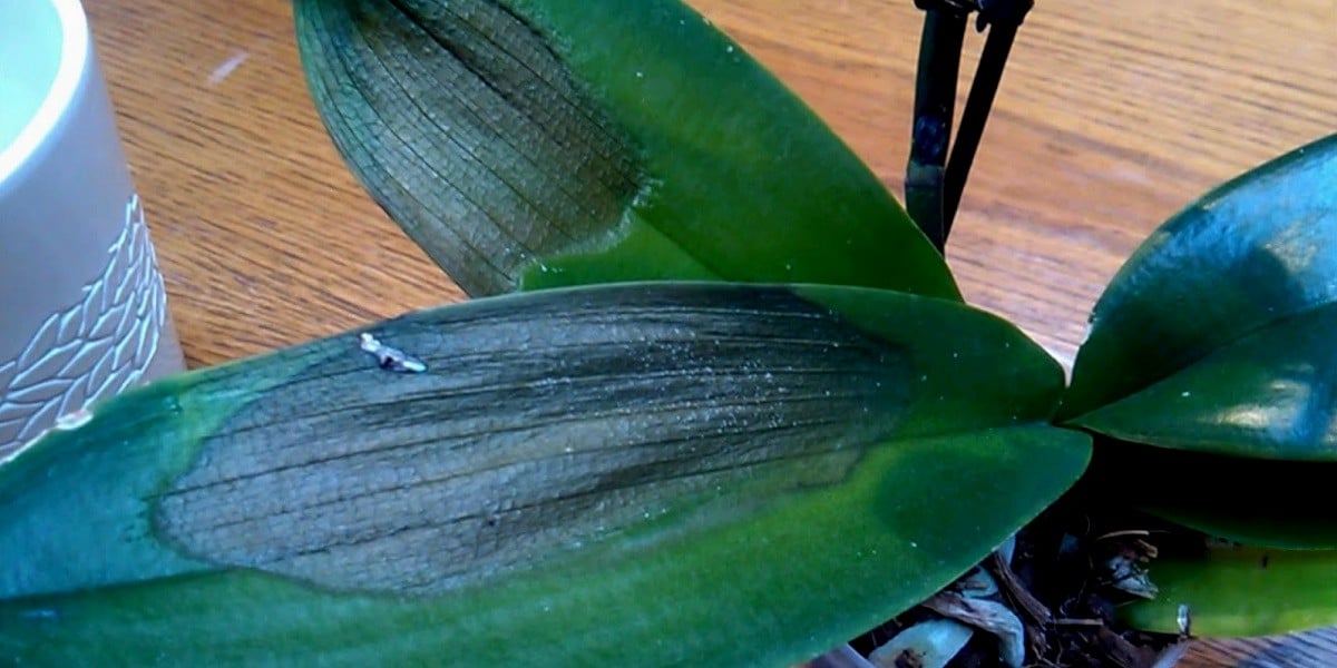 Black Spots on Orchid Leaves