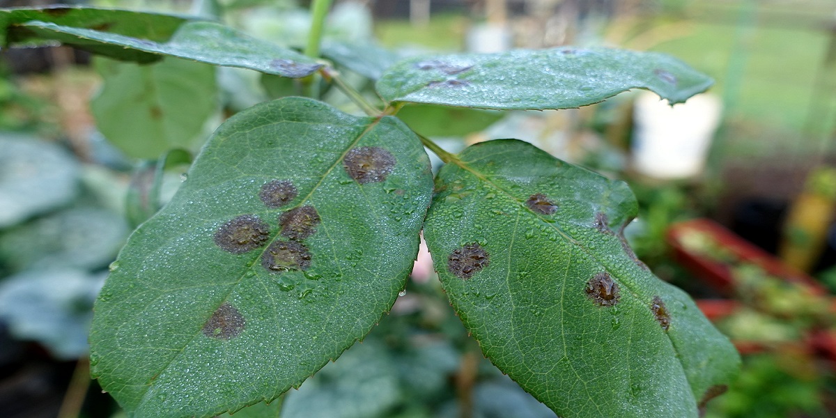 Black spot leaf disease