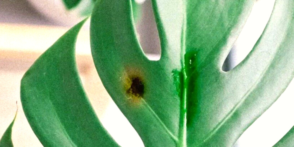 How to treat black spots on monstera Tips and Tricks Botan