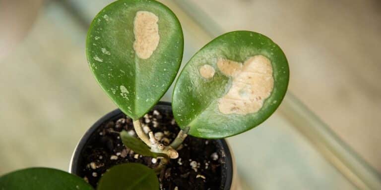 how-to-treat-brown-spots-on-plant-leaves-tips-and-tricks-botan