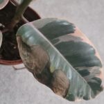 Brown Spots on Plant Leaves