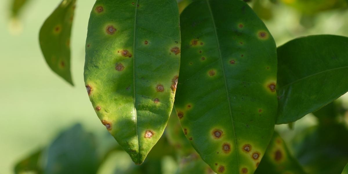 brown spots on green leaves