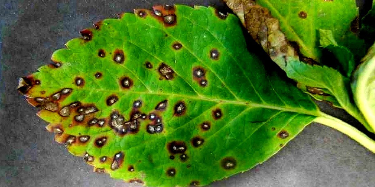 Cercospora leaf spot