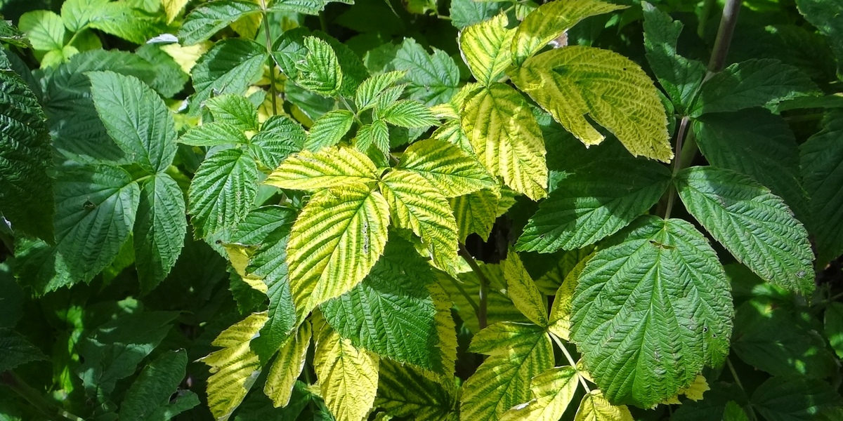 plant leaves attack chlorosis