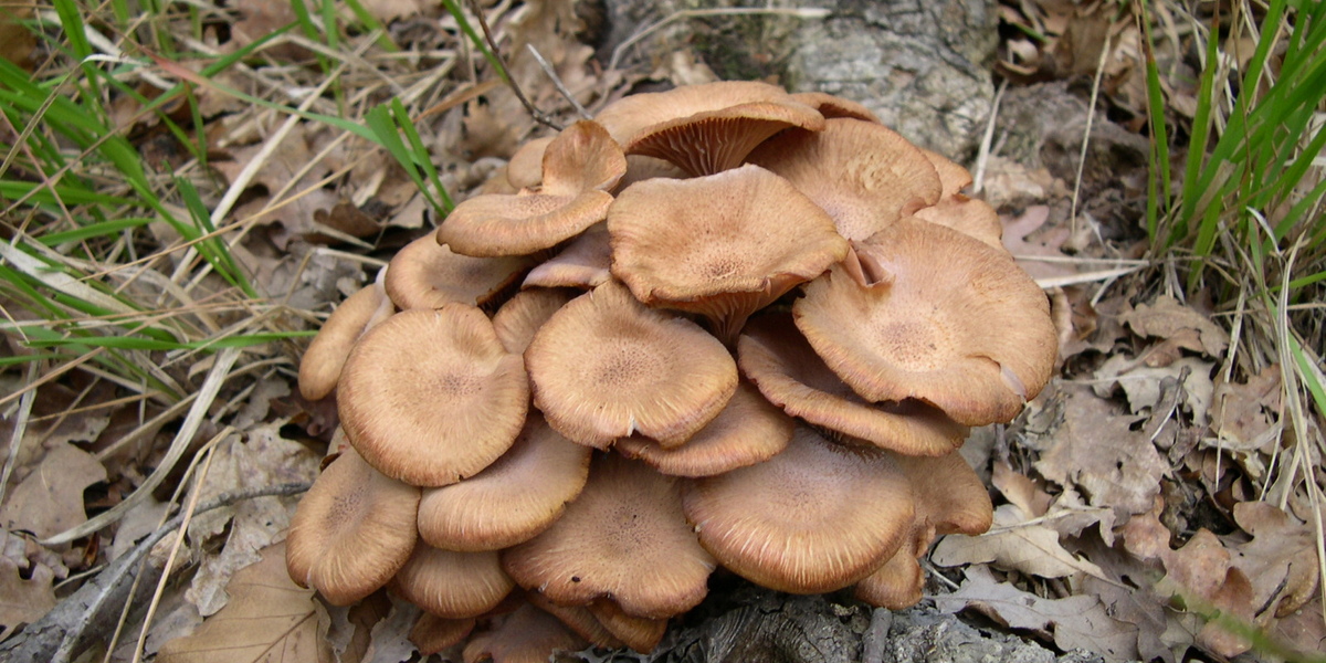 Clitocybe tabescens