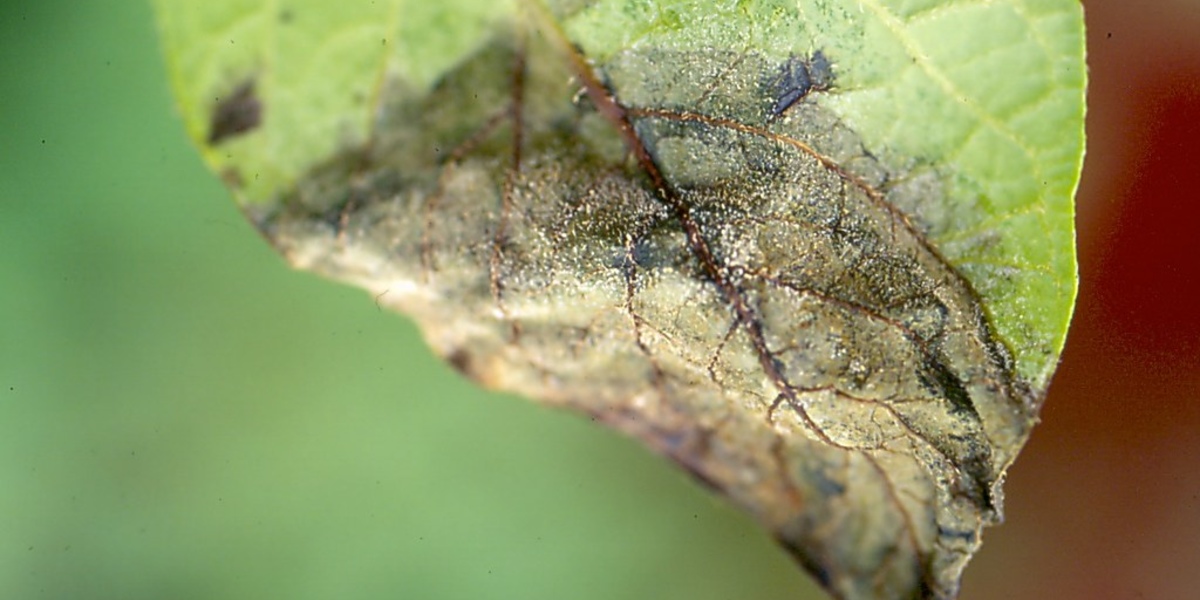 green leaf sick Phytophthora