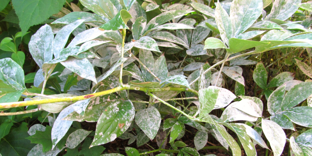 How to treat powdery mildew on peonies Detail Guide Botan