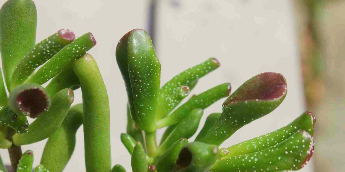 white spots on green small leaves