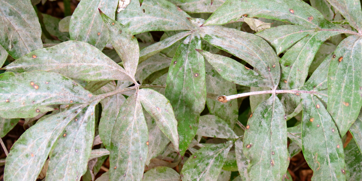 diseased peony leaves