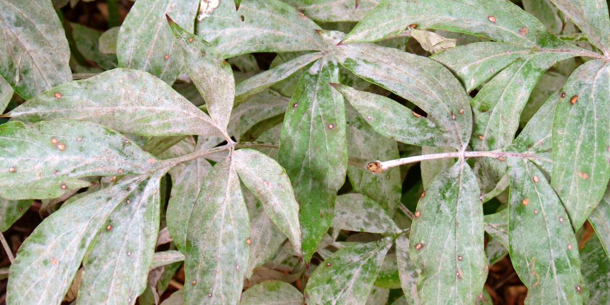 How To Treat Powdery Mildew On Peonies Detail Guide Botan