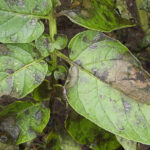 leaves affected by Phytophthora
