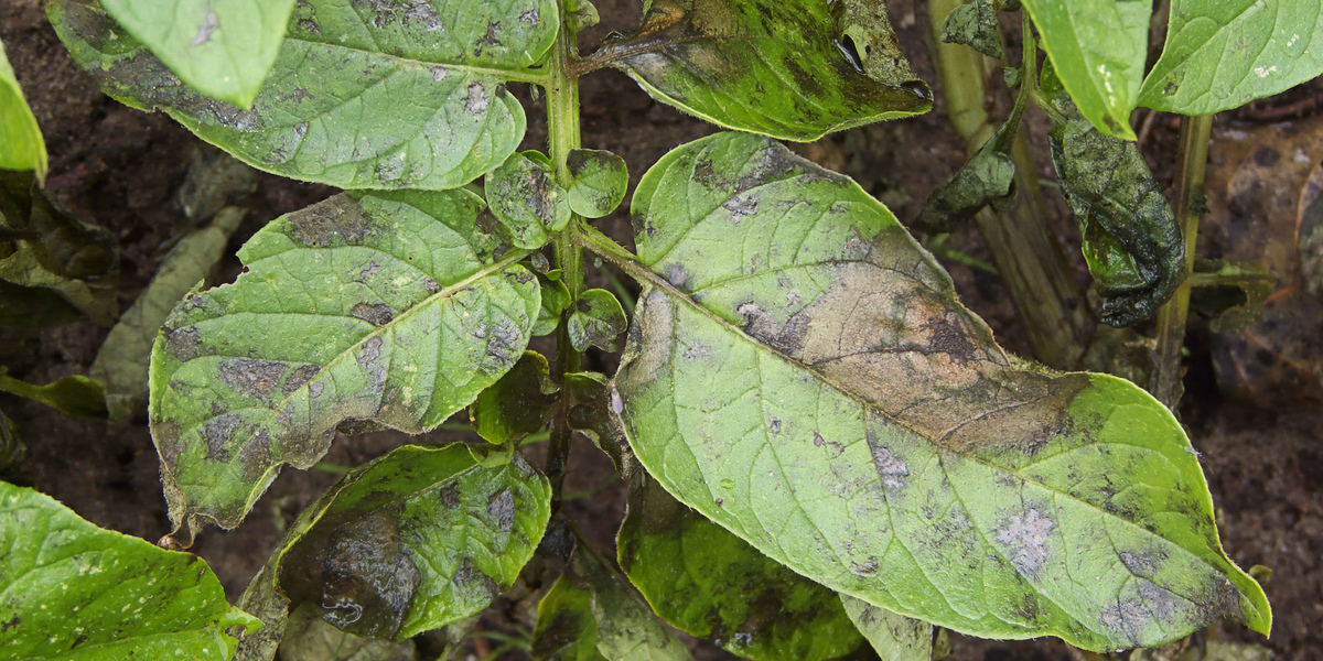 leaves affected by Phytophthora
