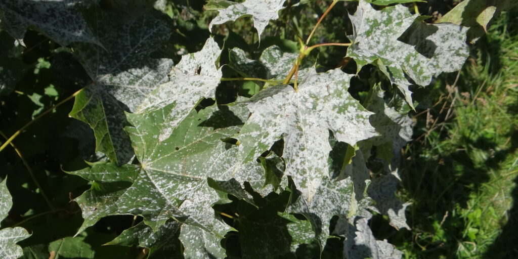 How to deal with powdery mildew tips and tricks Botan