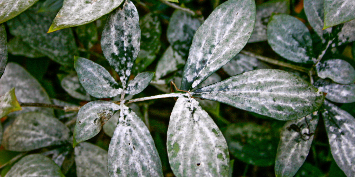 diseased peony leaves