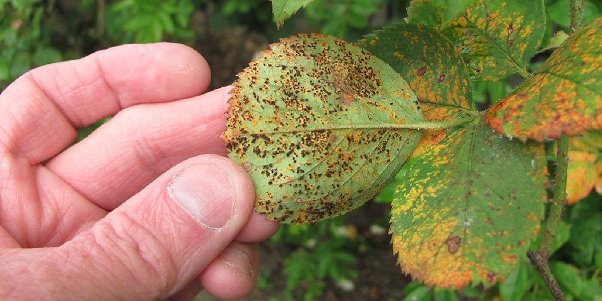 Rose rust in leaves