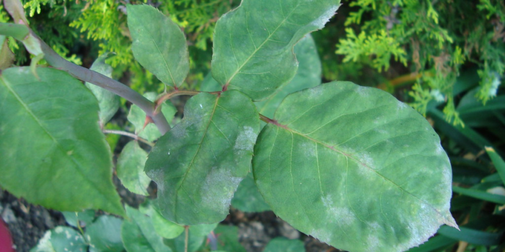 How to deal with powdery mildew on roses Tips and Tricks Botan