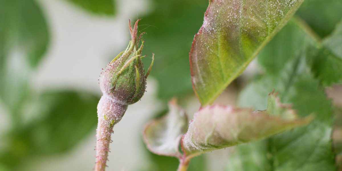 Signs of Powdery Mildew