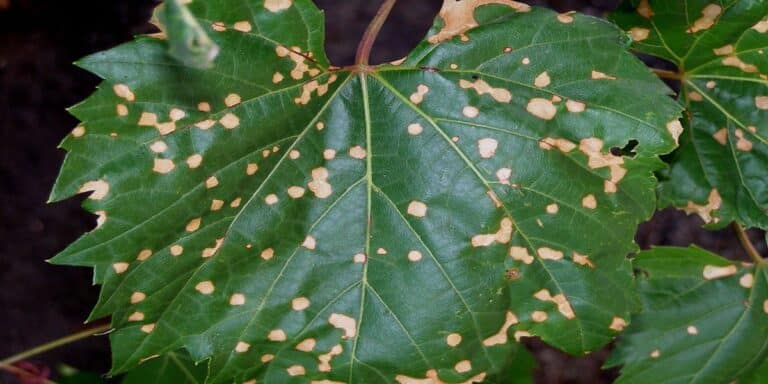 how-to-treat-brown-spots-on-plant-leaves-tips-and-tricks-botan