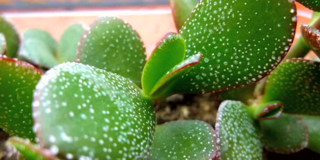 How to deal with powdery mildew Tips and Tricks Botan