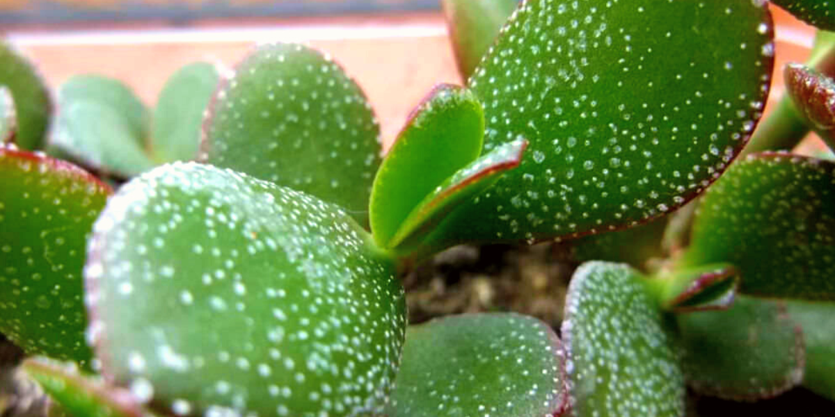 white spots on leaves