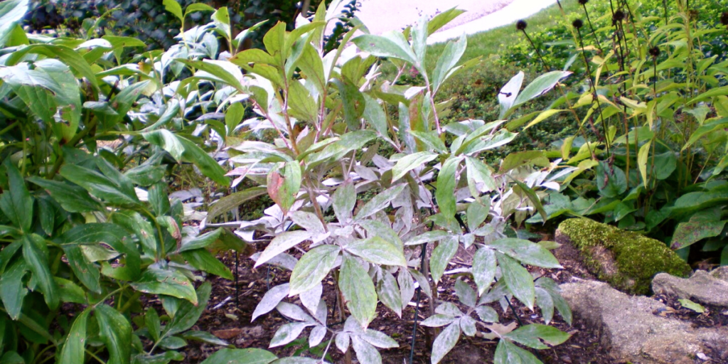 How to treat powdery mildew on peonies Detail Guide Botan