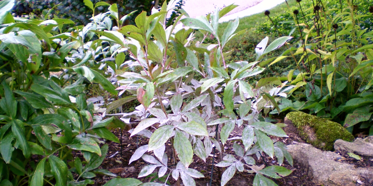 green peony leaves