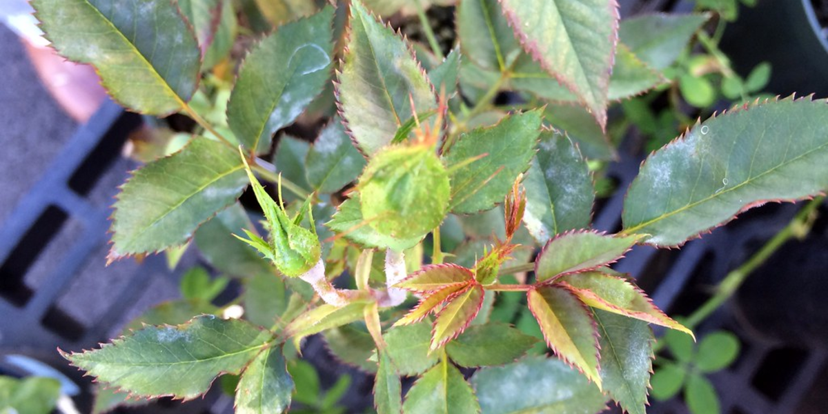 powdery mildew on rose leaves