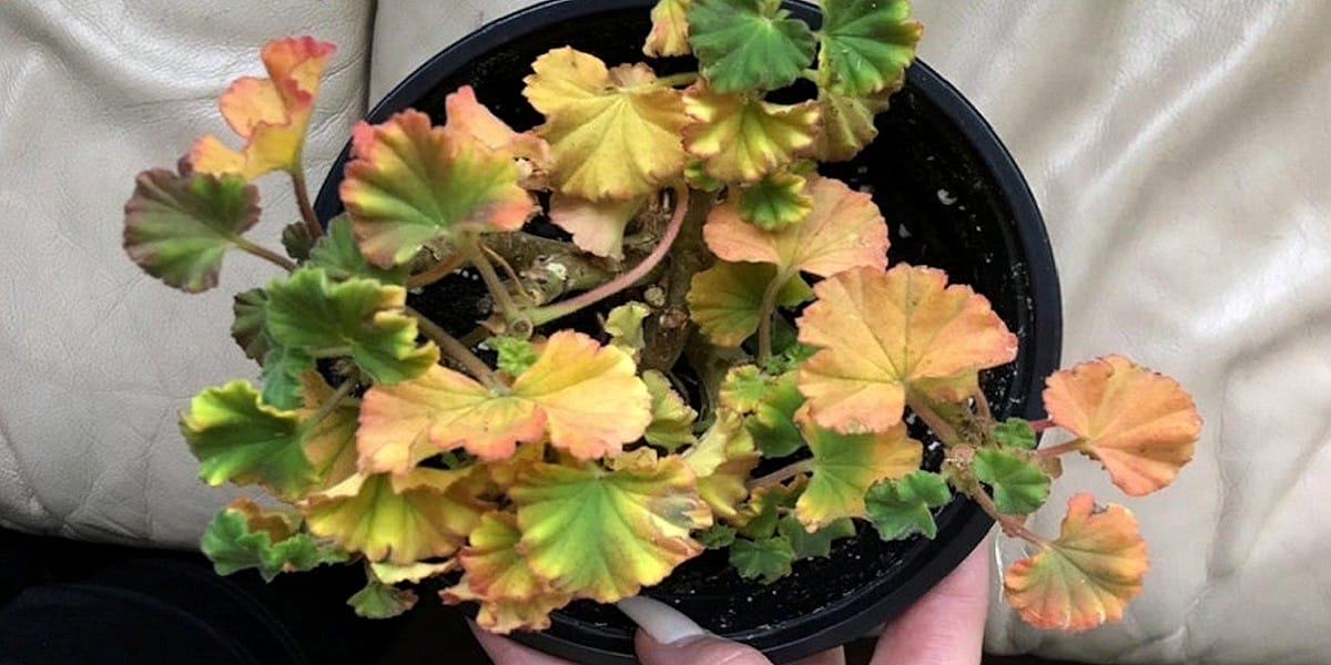 Yellow Leaf Geranium