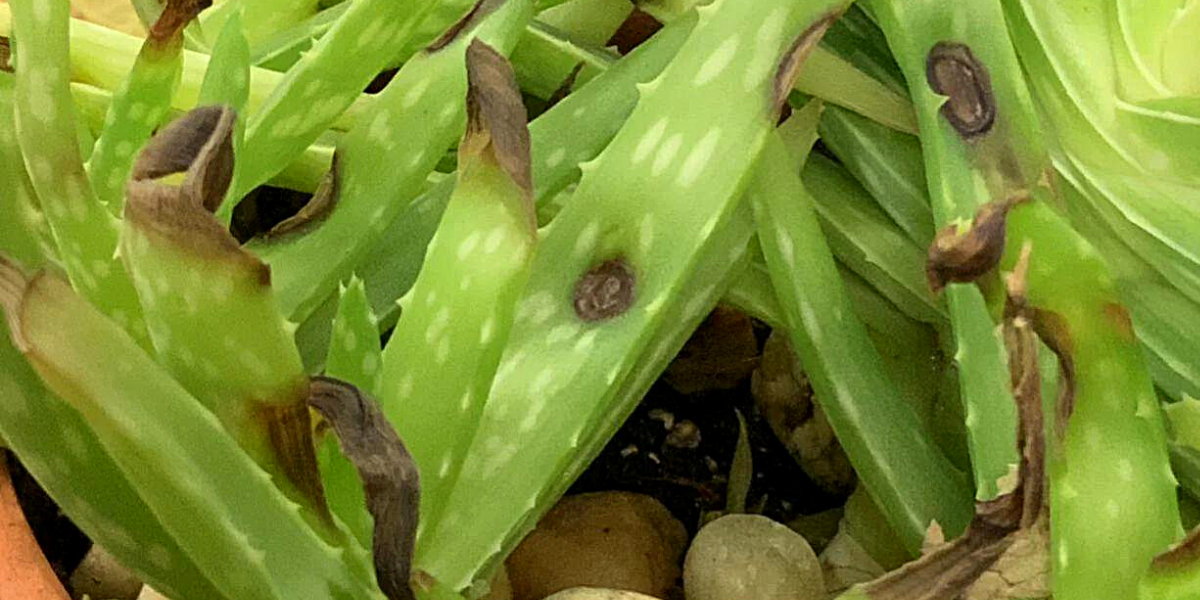 aloe vera leaves with large black spots