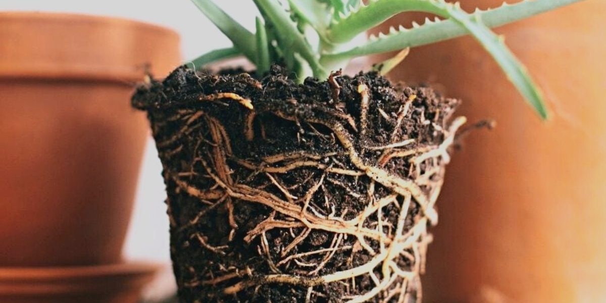 aloe vera root