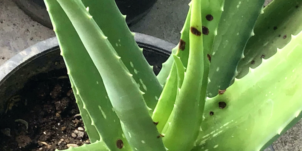 How to treat dark spots on aloe vera Tips and Tricks Botan