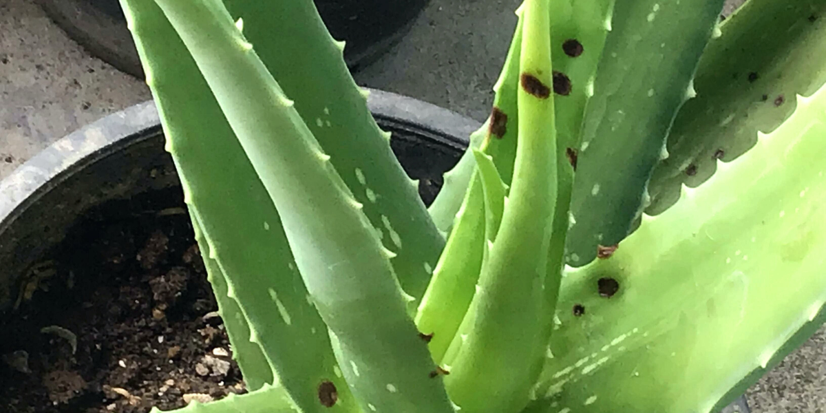 aloe vera with diseased leaves