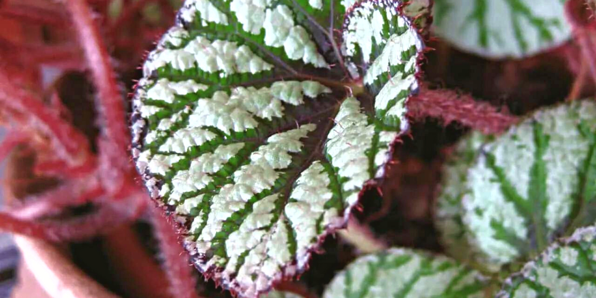 green begonia leaf close up