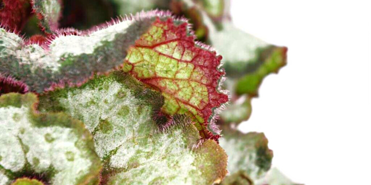 green begonia leaves with pink veins