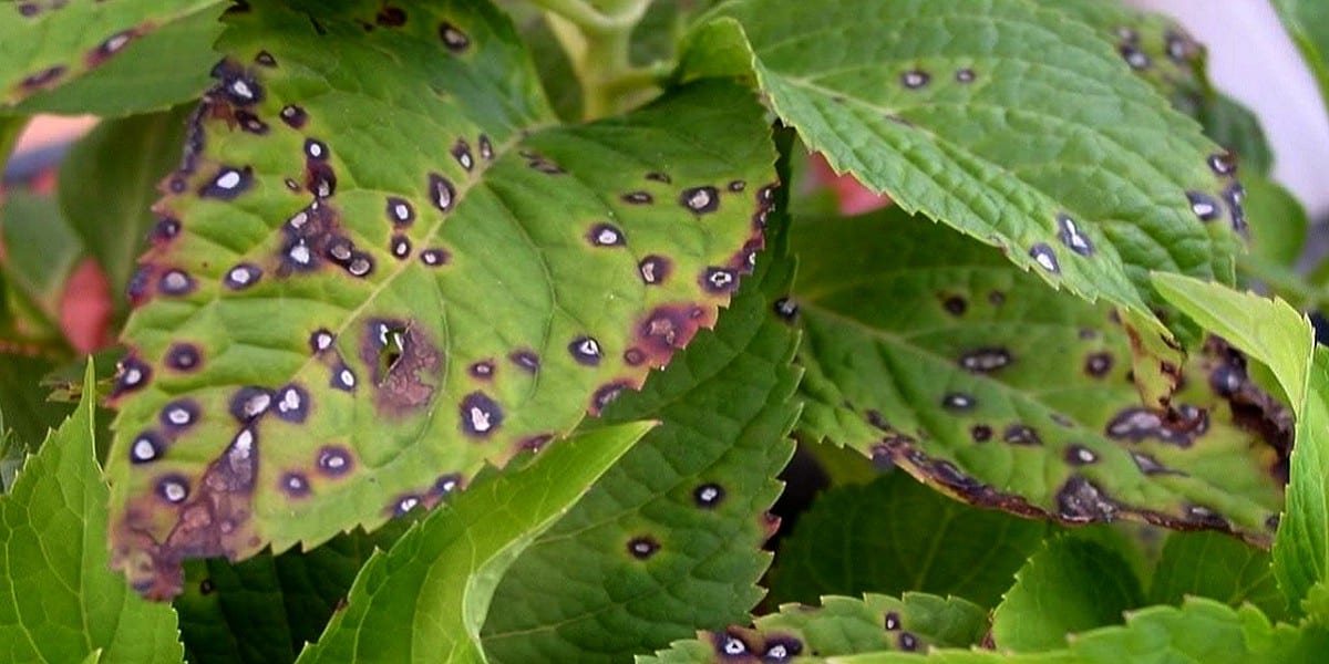 black and white spots on leaves
