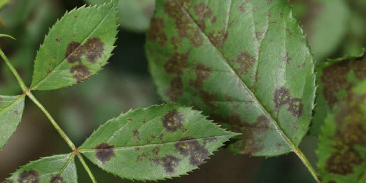 brown-black spots on leaves